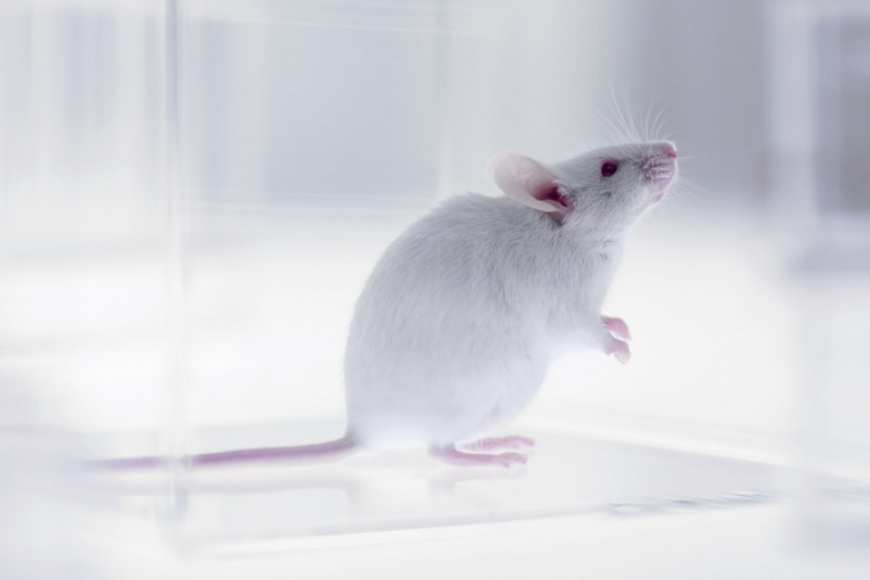 448imagen-de-un-raton-de-laborato5440523208854028874188960639