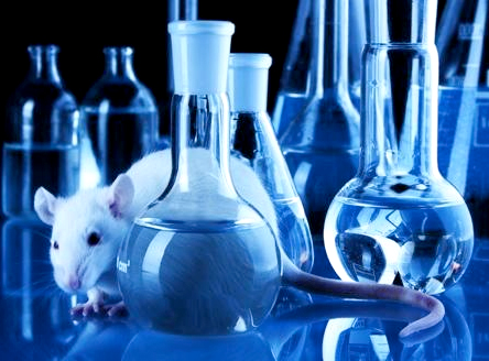 452ratolins-de-laboratori