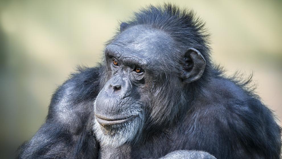 1443imgcvillalonga20170801-191524imageneslvtercerosistock-530493570-kblh-u432663685700fd