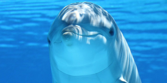 1551delfines-alzheimer