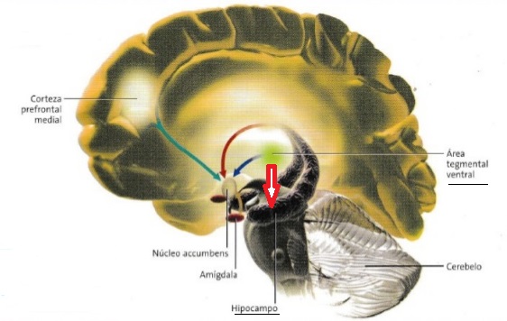 Las neuronas que producen dopamina se localizan en el Área Tegmental Ventral (punto verde). Una de sus proyecciones (flecha roja) llega al hipocampo, relacionado con la memoria y el aprendizaje.