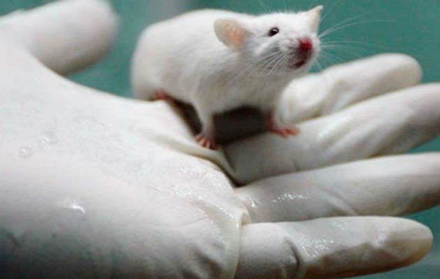 2059829ratolinsilaboratori