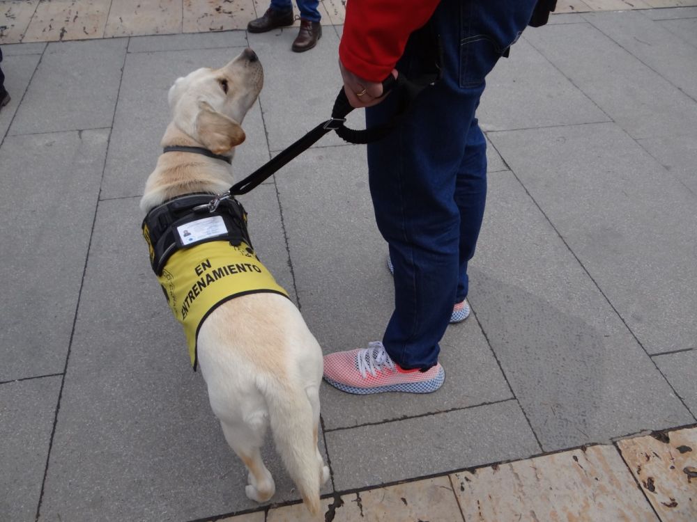 2252lunaperroalzheimer-3