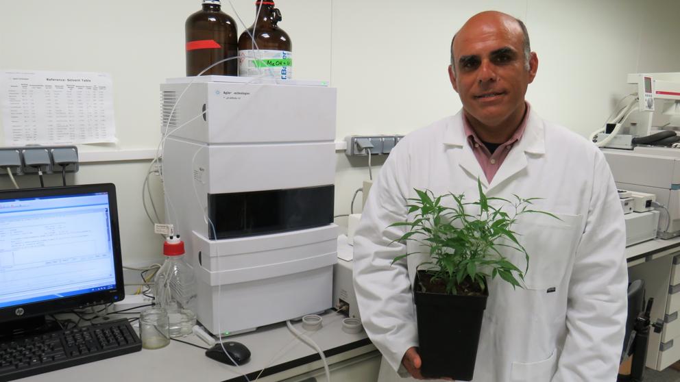 2430europapress2119417desarrollanlaprimeravariedaddecannabislegal20190509110053782-kd3h