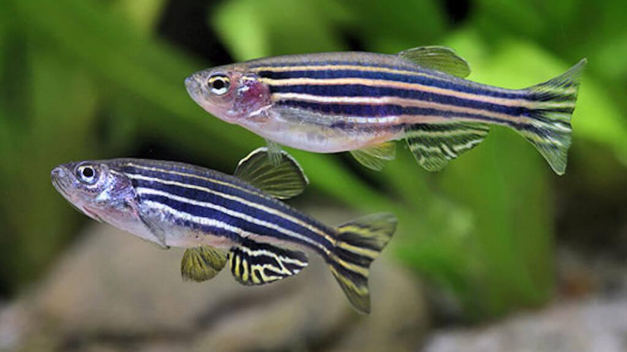 244618-04-18-pez-cebra