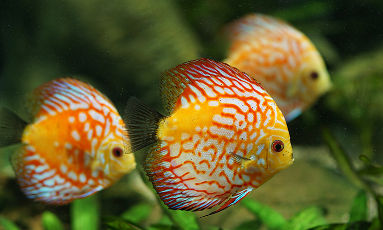 2818pescado-amarillo-pecera