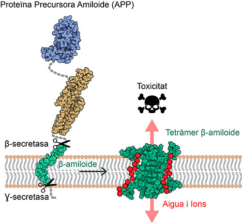 Tras la escisión de la APP en la membrana neuronal, la proteína Aβ se autoensambla adoptando una disposición con 4 u 8 copias que permitiendo el paso de agua e iones (en rojo) y alterando la homeostasis de las células. ©Benjamin Bardiaux