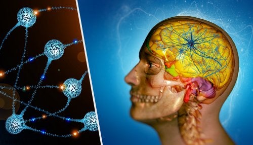 3027barrera-hematoencefalica-500x286