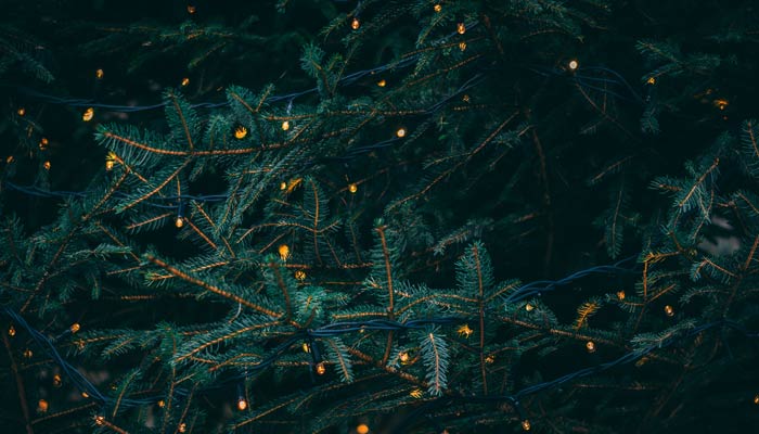 3162fiestas-alzheimer